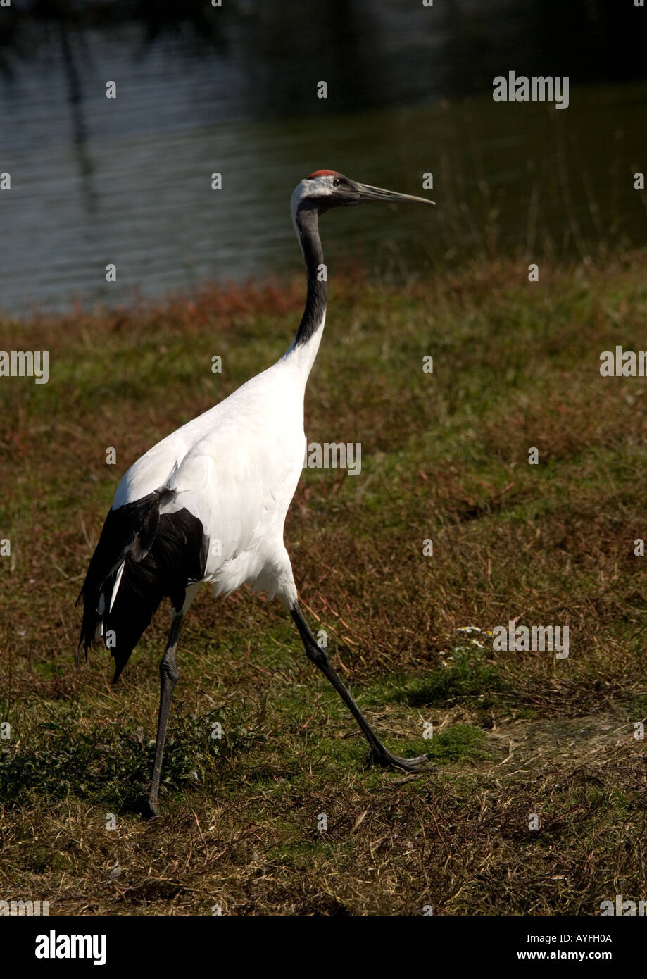Manchurian or red crowned crane on marshland Stock Photo