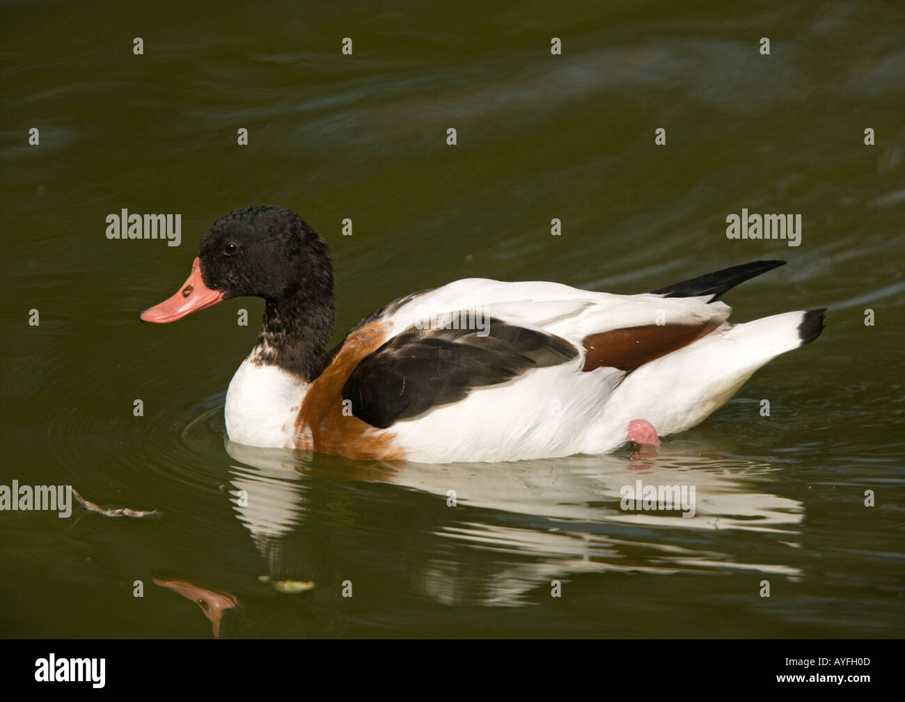 Common shelduck swimming hi-res stock photography and images - Alamy