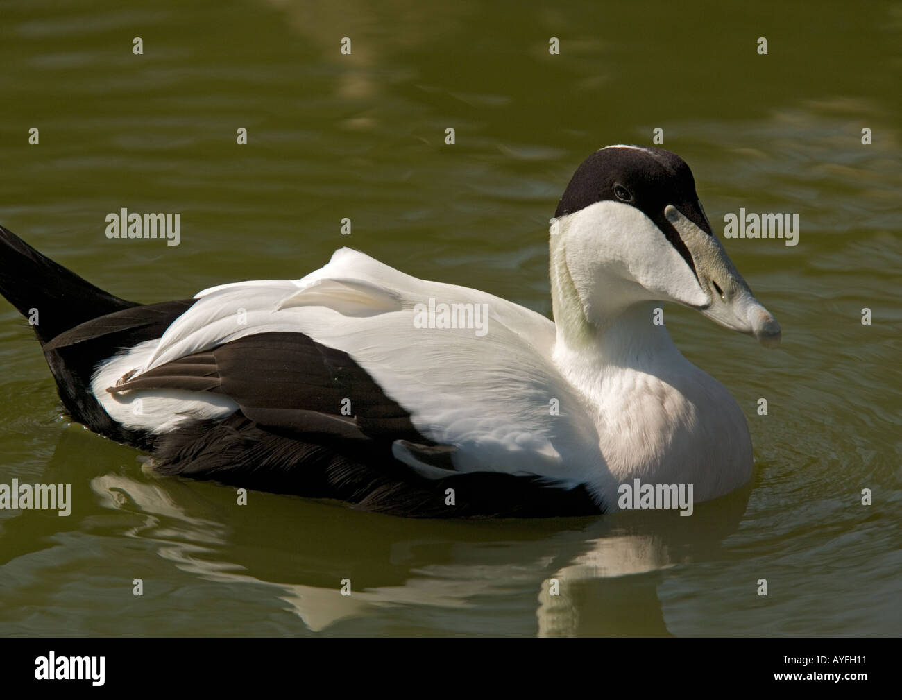Male eider duck swimming Stock Photo Alamy