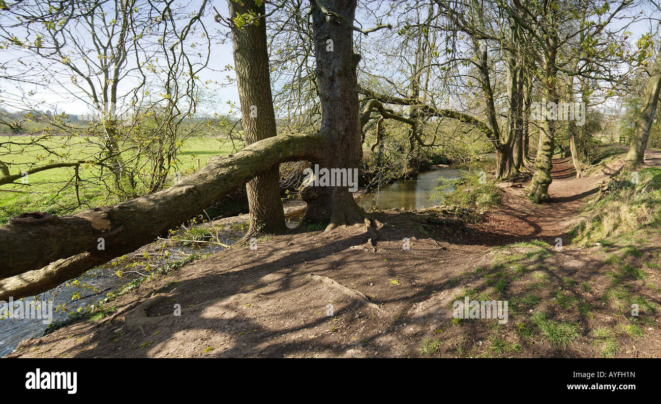 The banks of a river with bushes and trees Stock Photo - Alamy