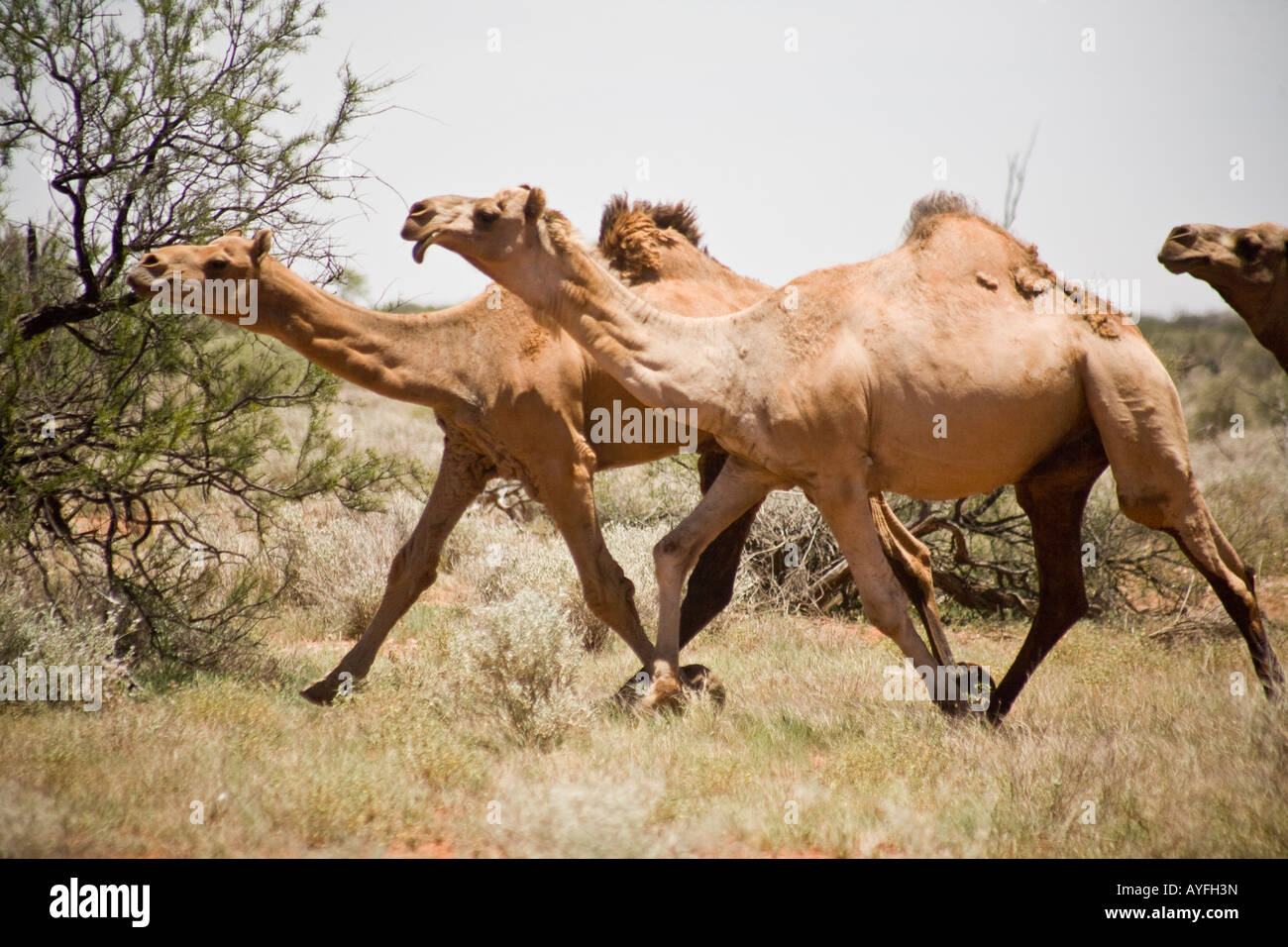 Feral camels roaming north west of alice springs, australia Stock Photo