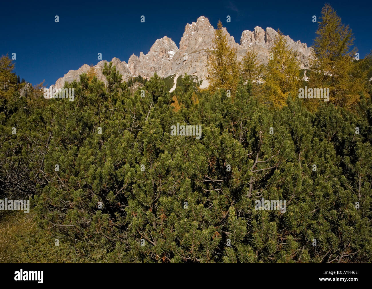 Dwarf high altitude vegetation on the slopes of Mt Cristallo. Includes dwarf pine Pinus mugo and common larch Larix decidua. Ita Stock Photo