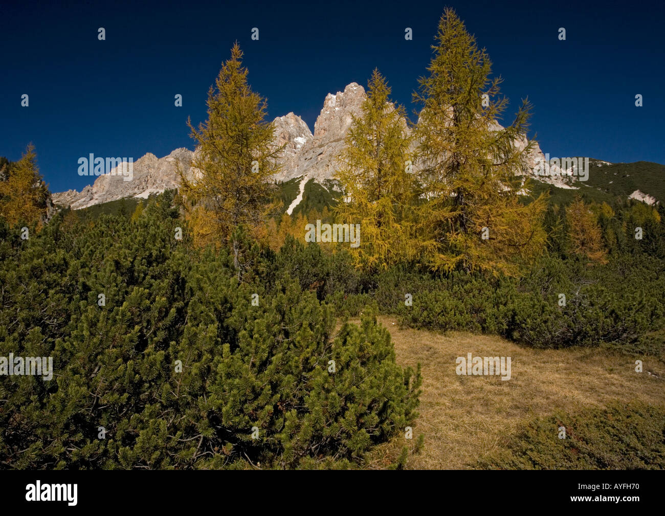 Dwarf high altitude vegetation on the slopes of Mt Cristallo. Includes dwarf pine Pinus mugo and common larch Larix decidua, Ita Stock Photo