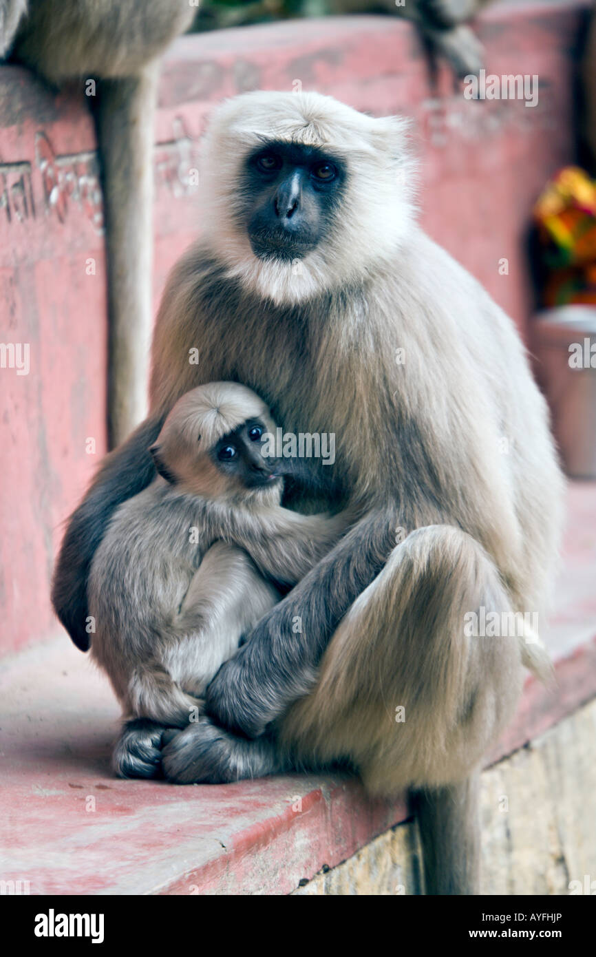 INDIA RISHIKESH Gray Langur monkey nursing her baby on the streets of Rishikesh India Stock Photo