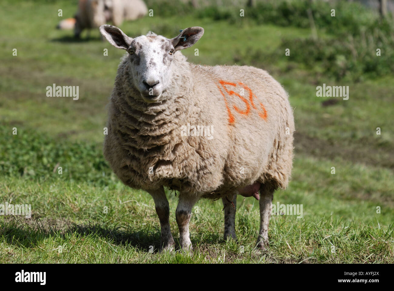 Outdoors new england farms hi-res stock photography and images - Alamy