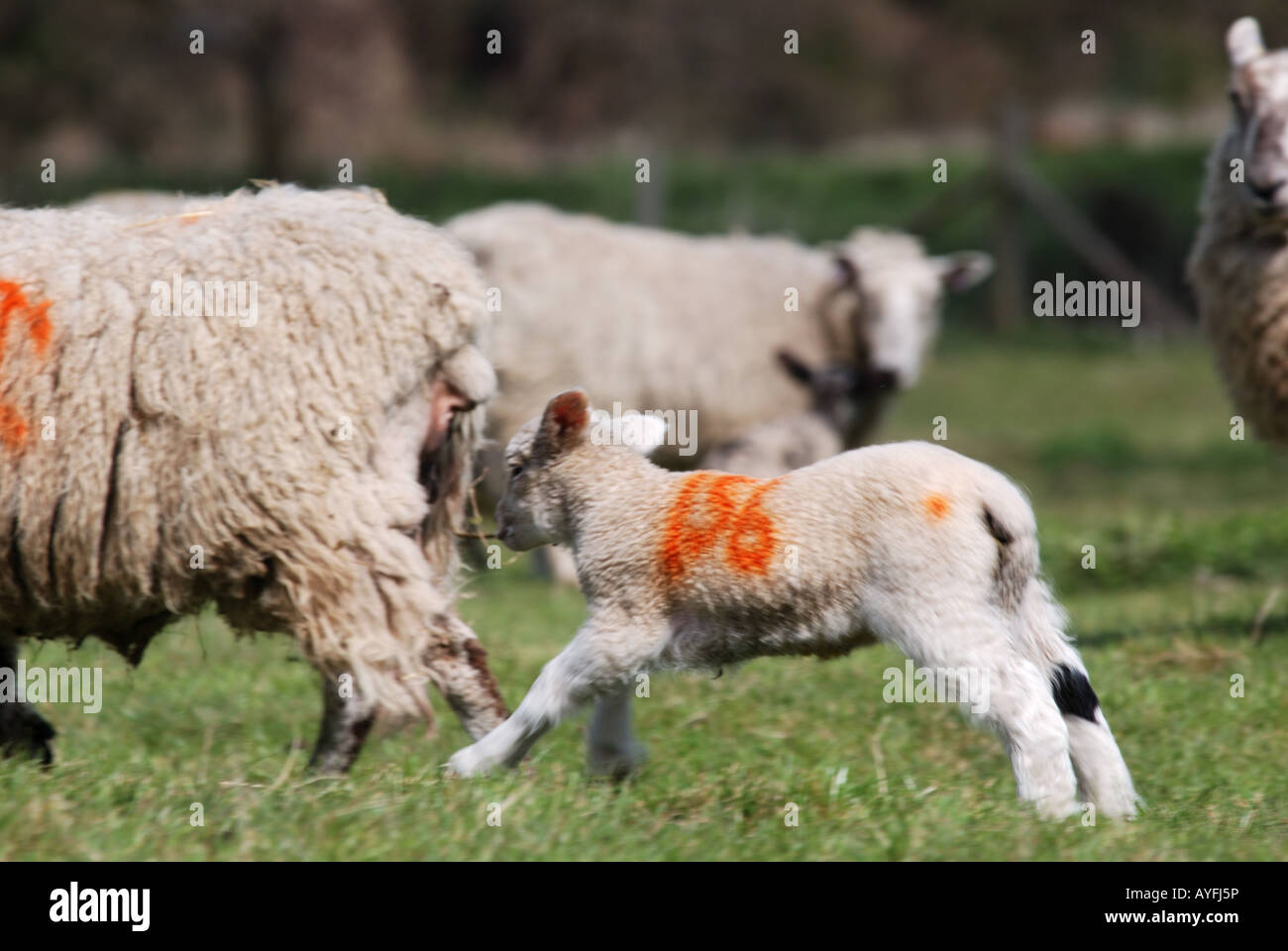 Newborn lamb in field kent UK england Stock Photo Alamy