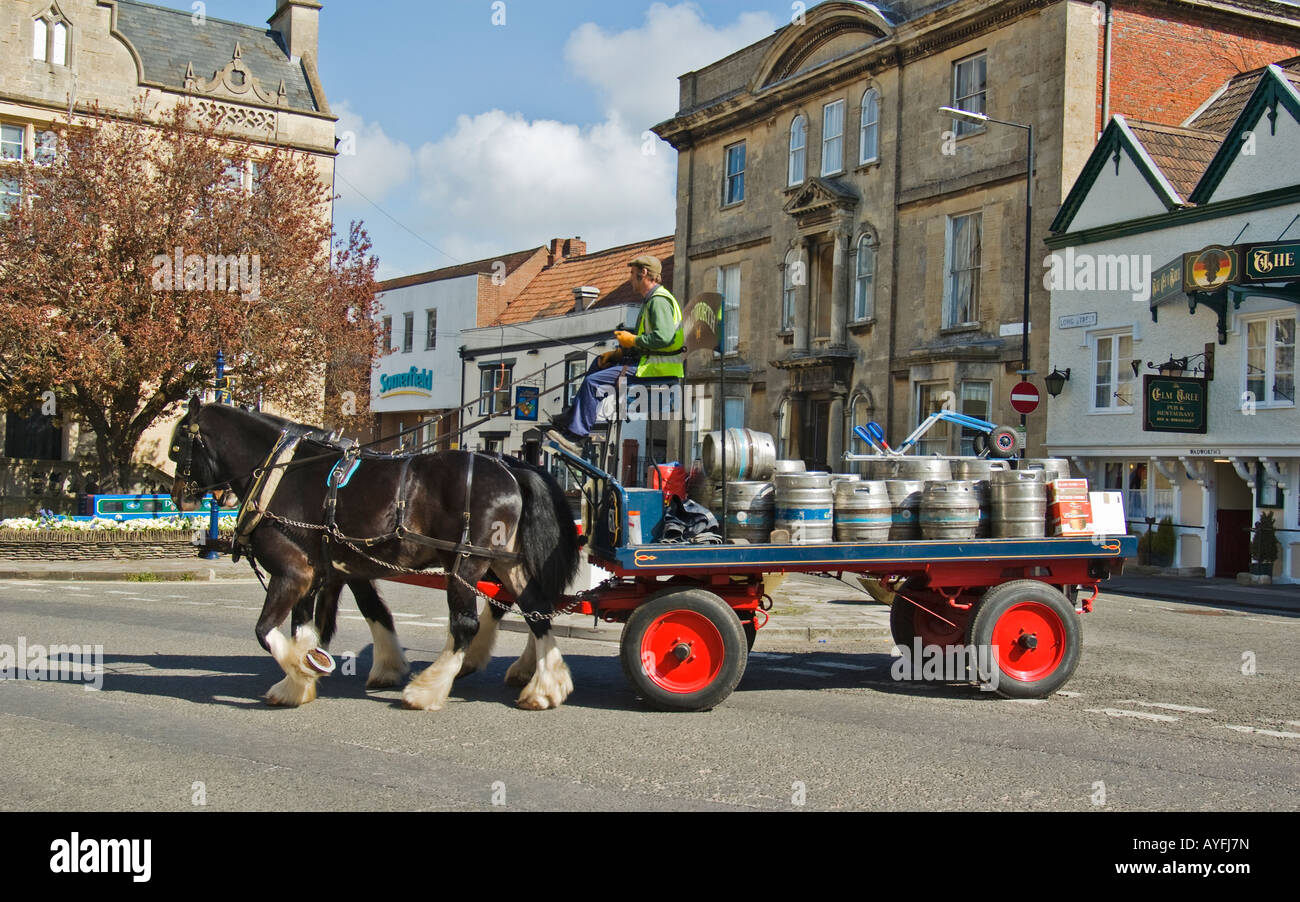 Two heavy Shire horses draw a beer dray around Devizes delivering local beer to inns around town Stock Photo