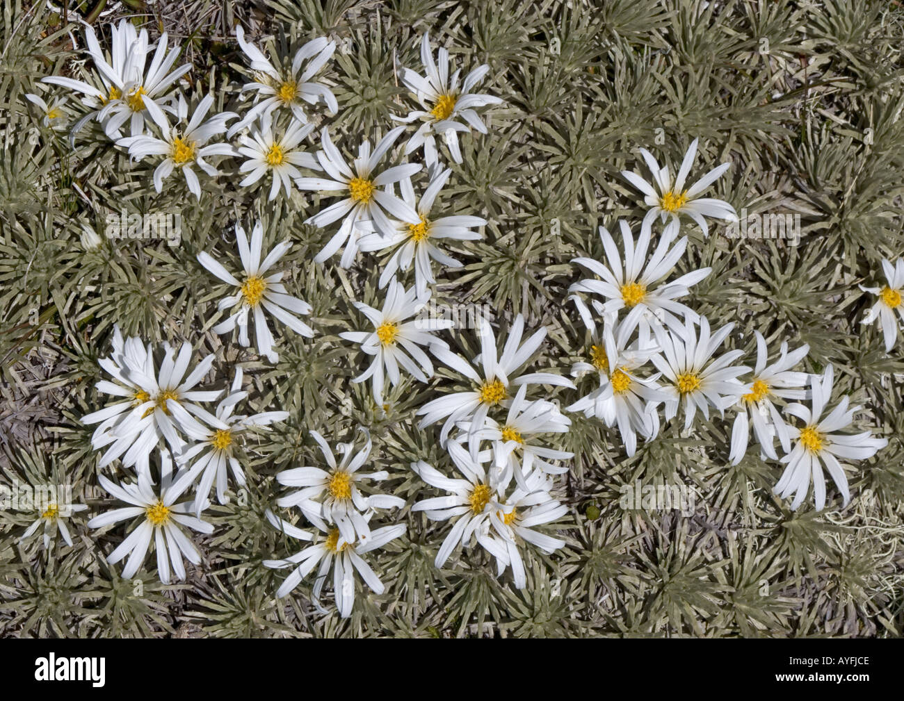 White cushion daisy in the Black Birch Range at about 1350m South Island New Zealand.  Celmisia sessiliflora Stock Photo