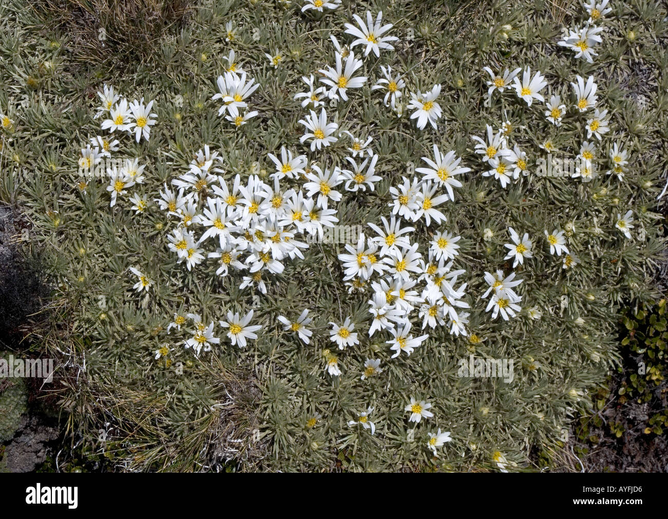White cushion daisy in the Black Birch Range at about 1350m South Island New Zealand, Celmisia sessiliflora Stock Photo