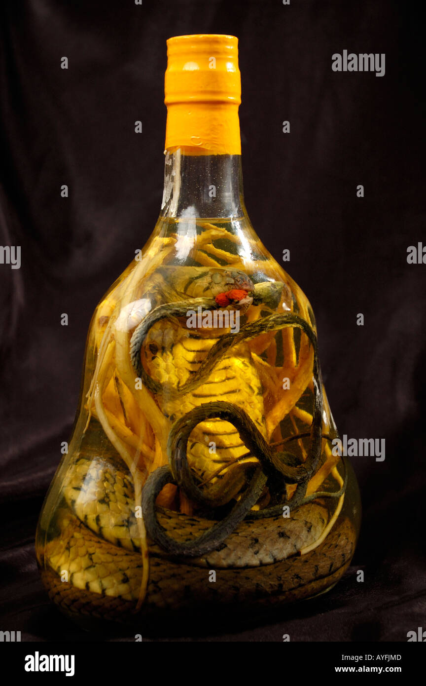 Exotic asian souvenir drink with snakes inside a bottle Endangered