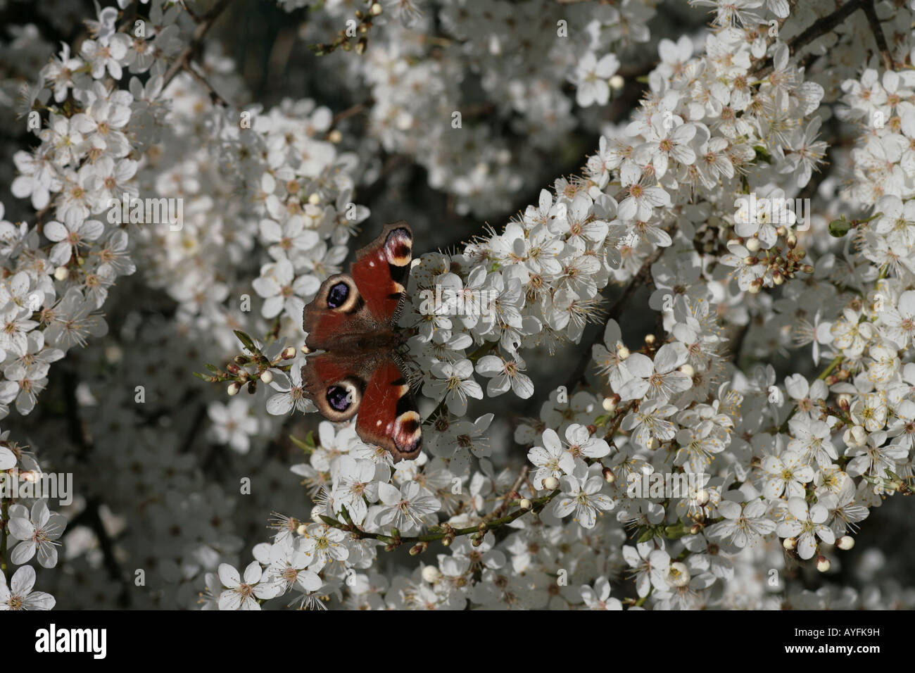 Insect on blackthorn blossom hi-res stock photography and images - Alamy