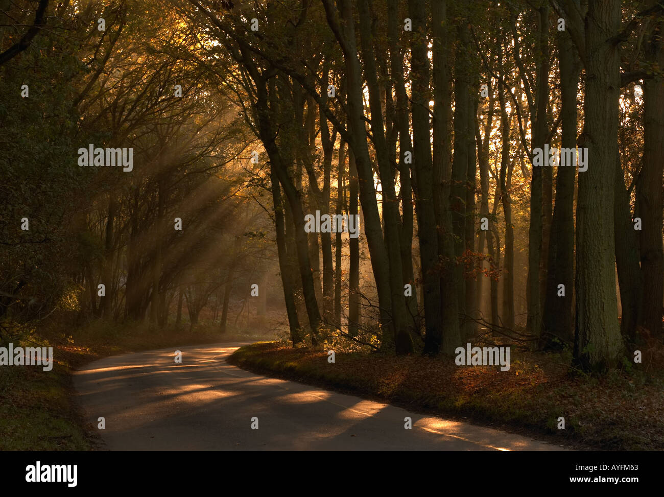 Country road in misty hi-res stock photography and images - Alamy