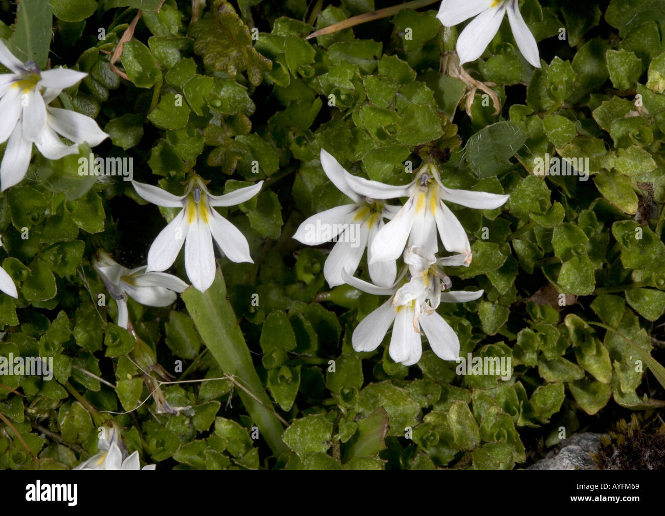 Pratia angulata southern alps South Island New Zealand Lobeliaceae Stock Photo