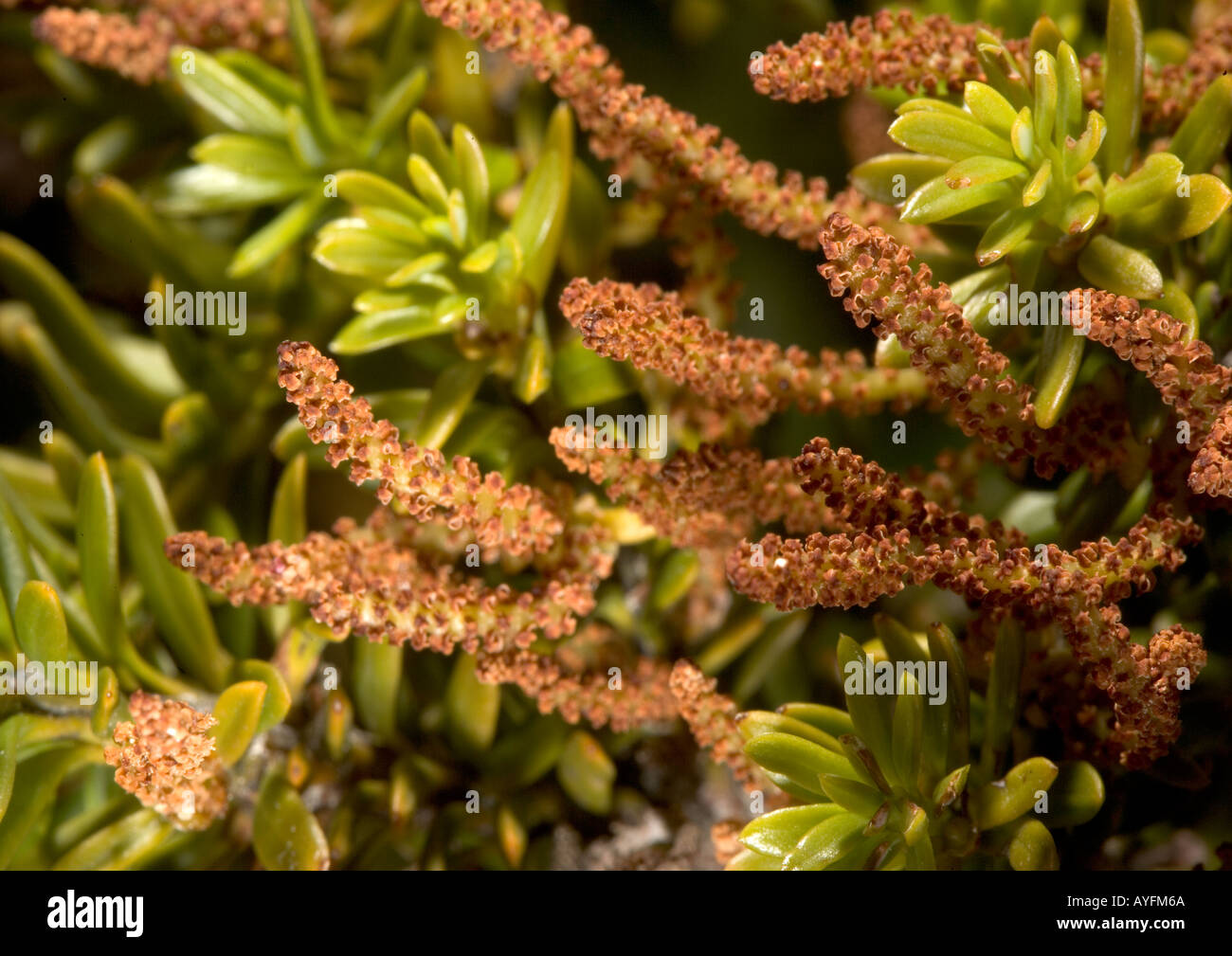 Mountain toatoa or mountain celery pine, Phyllocladus asplenifolius-a dwarf podocarp with male catkins South Island New Zealand. Stock Photo