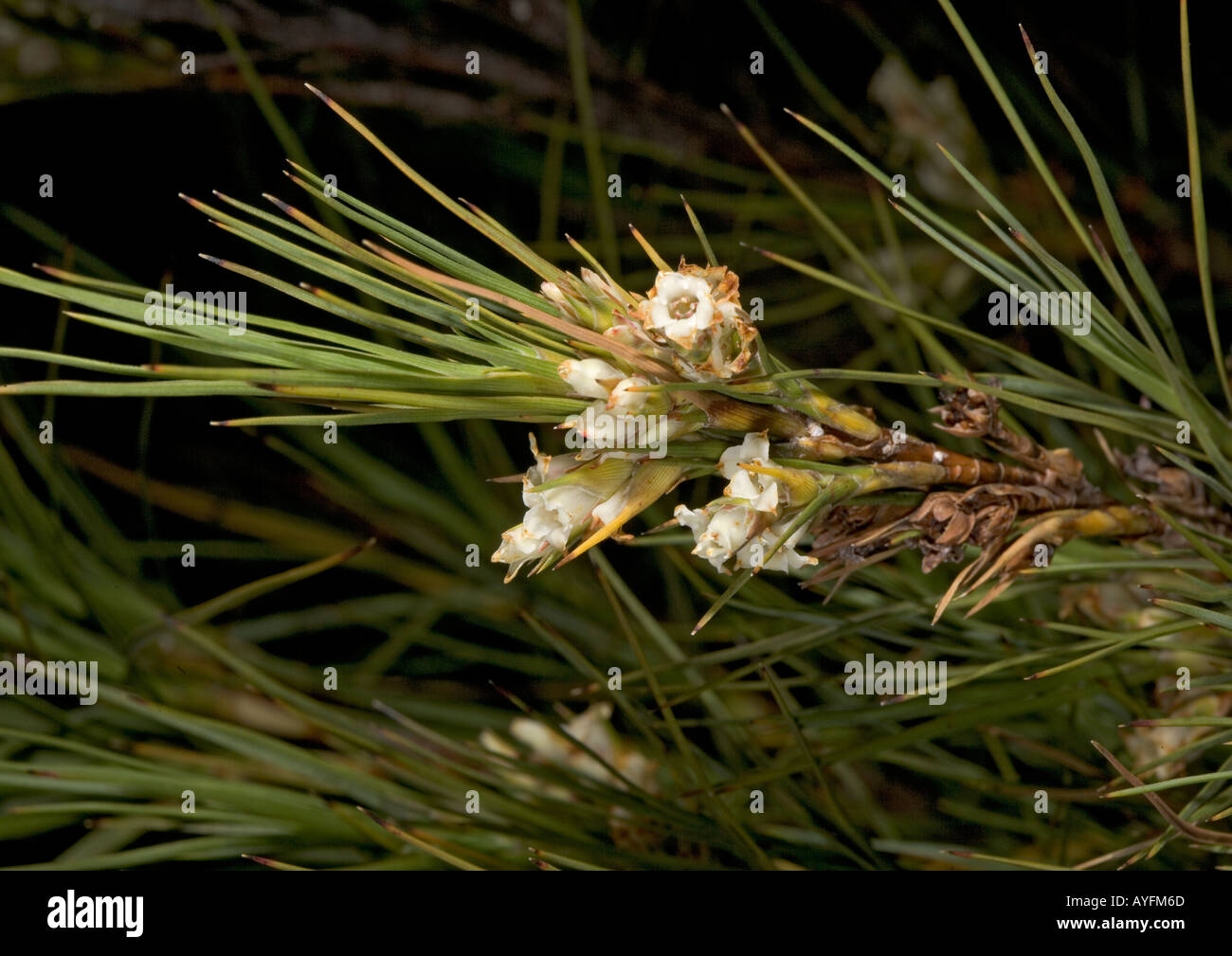 A grass tree Dracophyllum longifolium Hooker valley southern Alps South Island New Zealand Epacridaceae Stock Photo