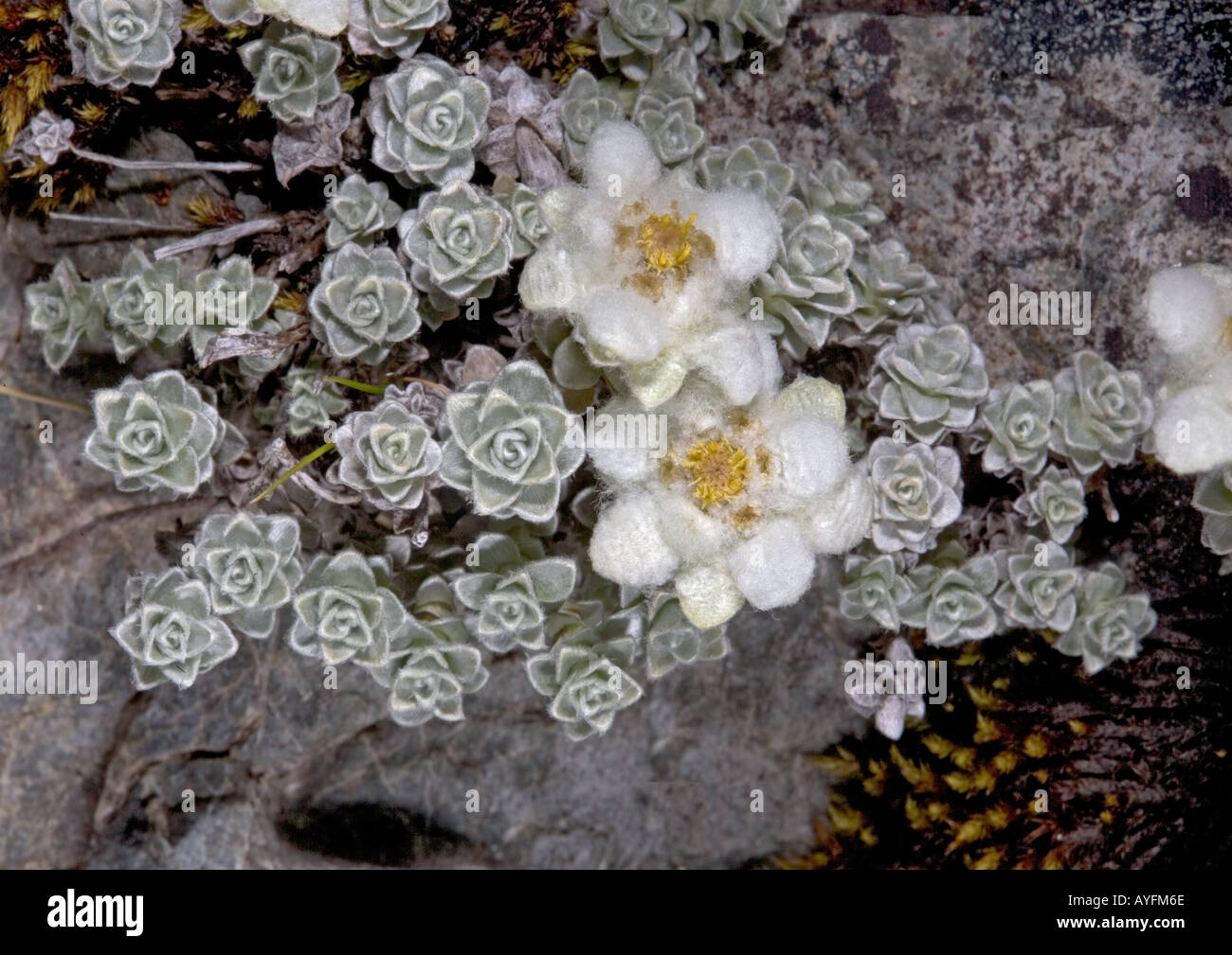 South Island Edelweiss southern alps South Island New Zealand Stock Photo