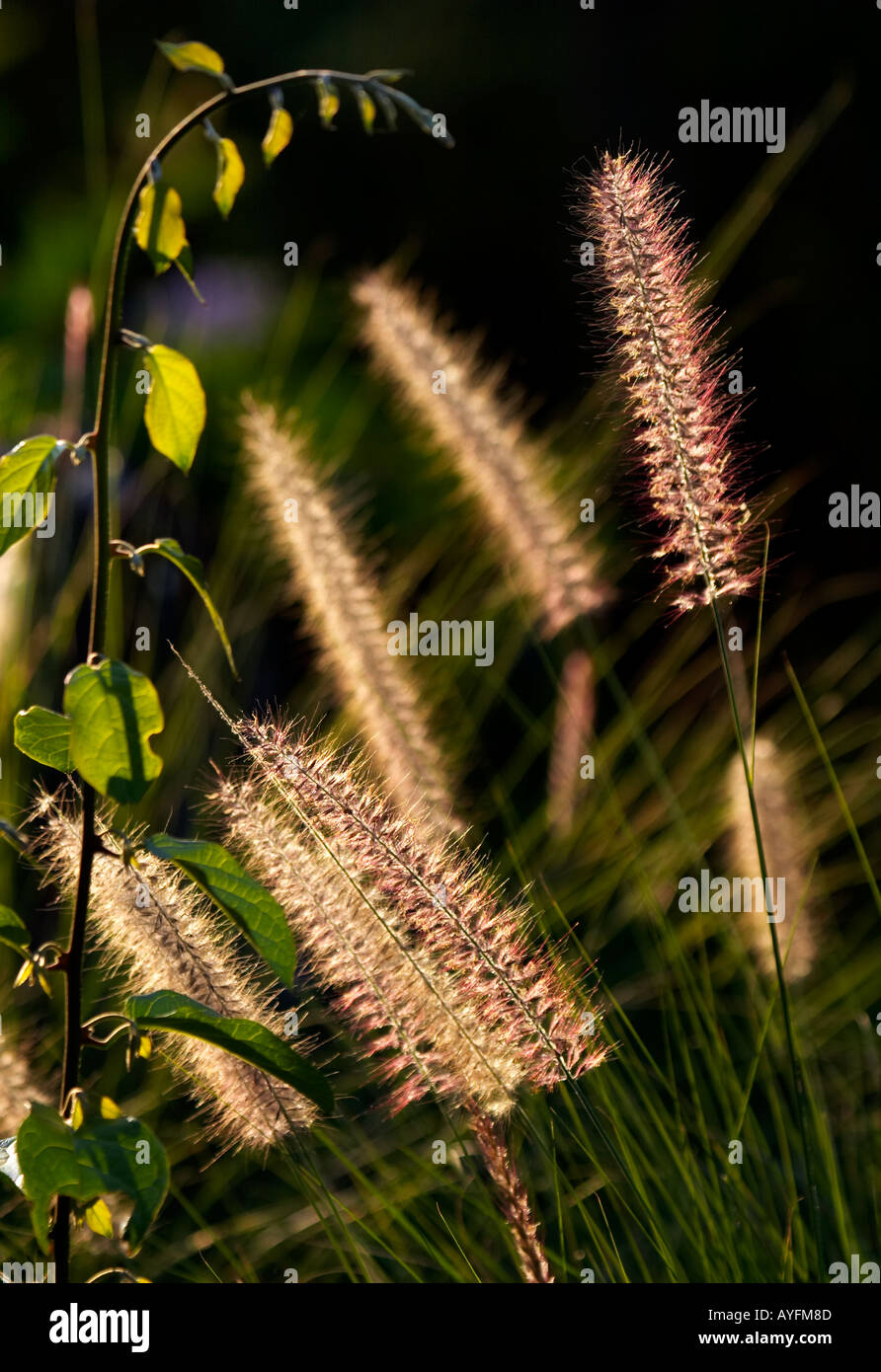 Grass seed head grasses hi-res stock photography and images - Alamy