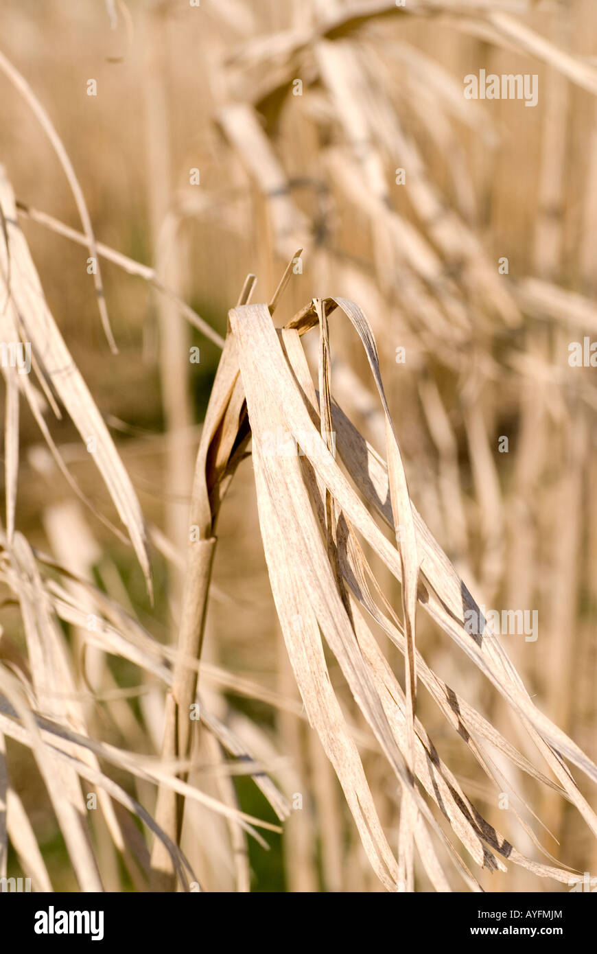 Biofuel - Miscanthus - growing in rural Northamptonshire, UK Stock Photo