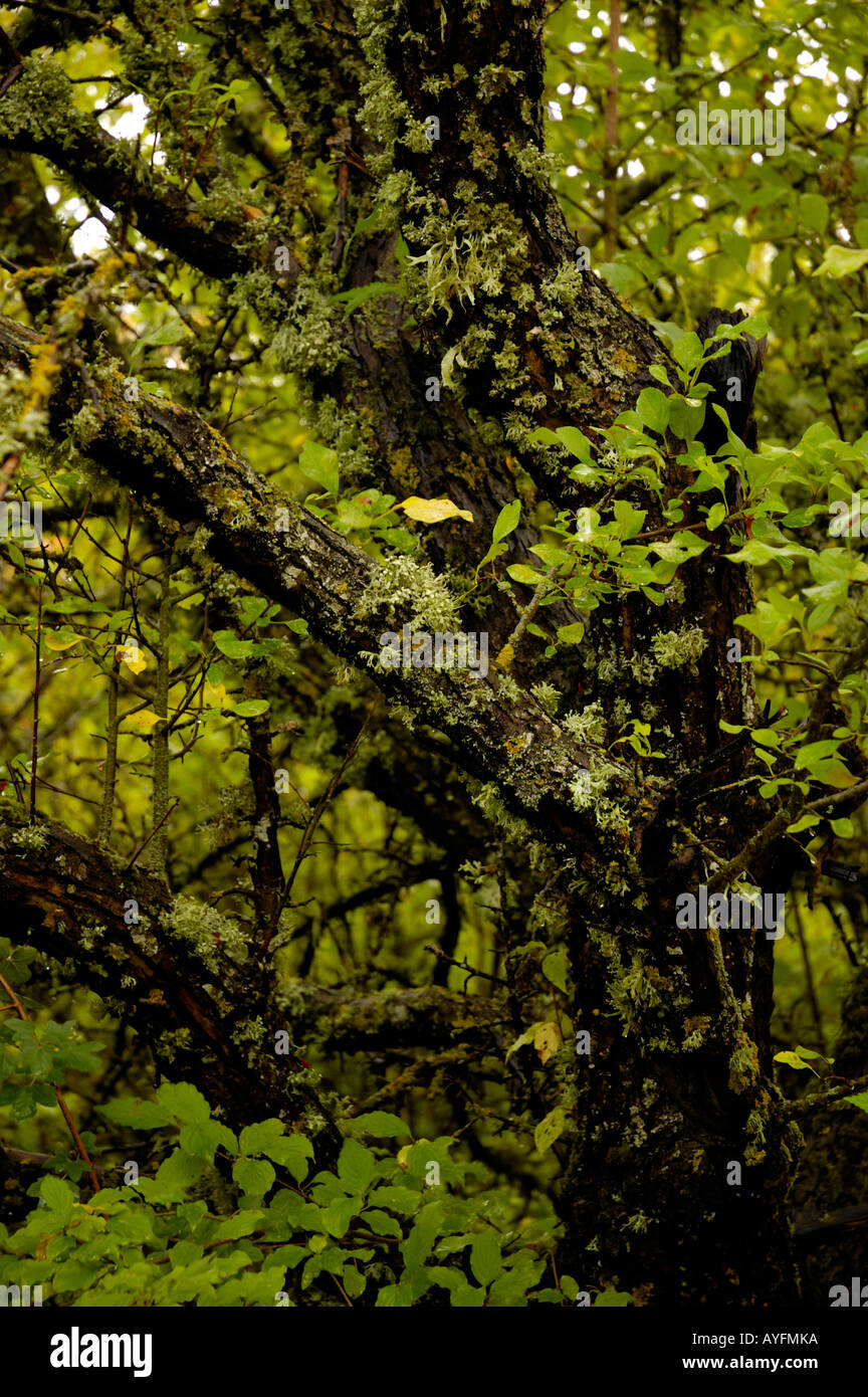 Tree forest green hi-res stock photography and images - Alamy