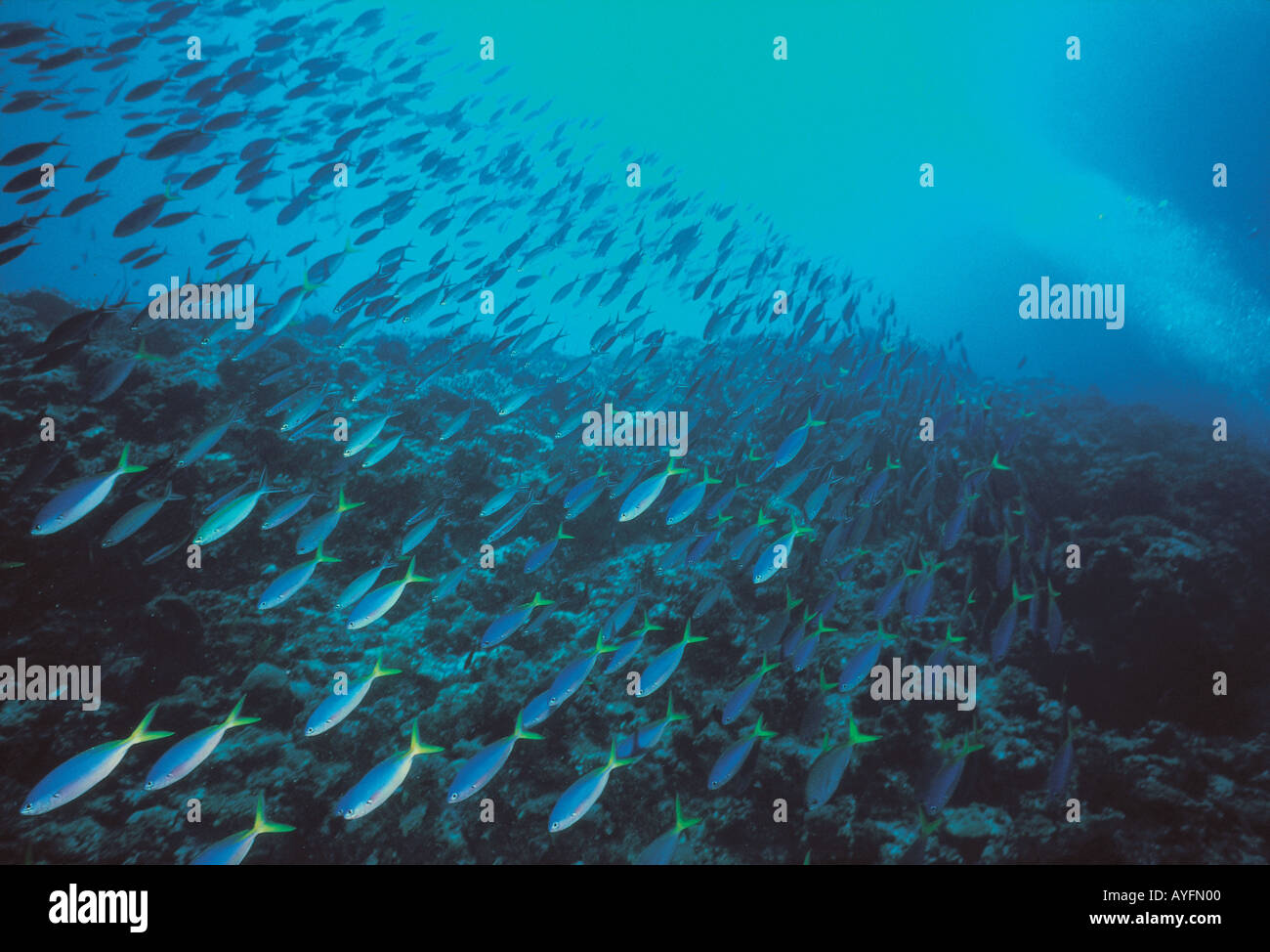 Discover The Mysteries Of 50 Meters Below Sea Level - m68zy1u
