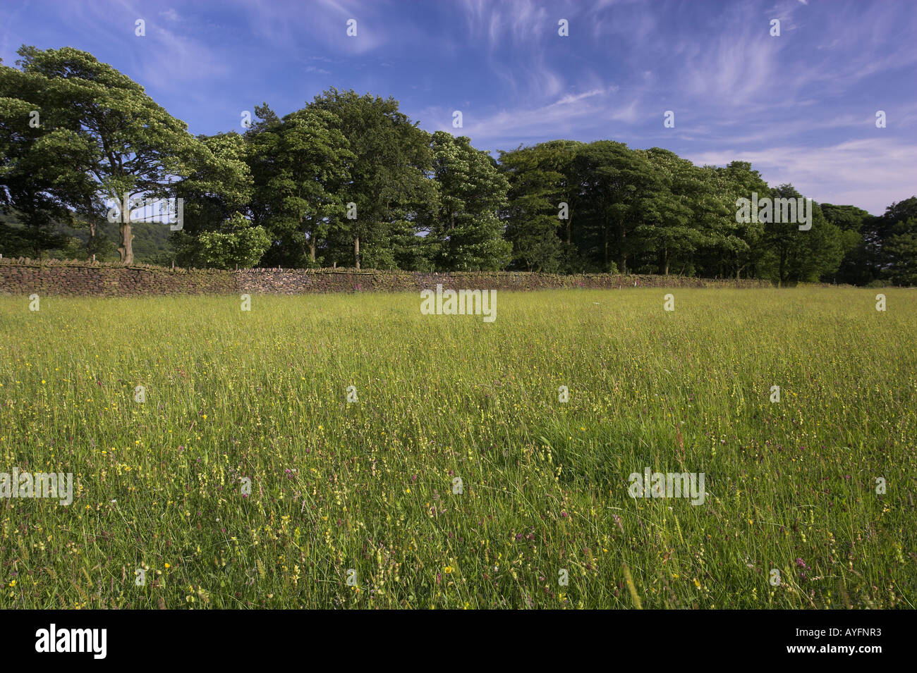 Species rich grassland early summer Rivington Lancashire UK Stock Photo ...