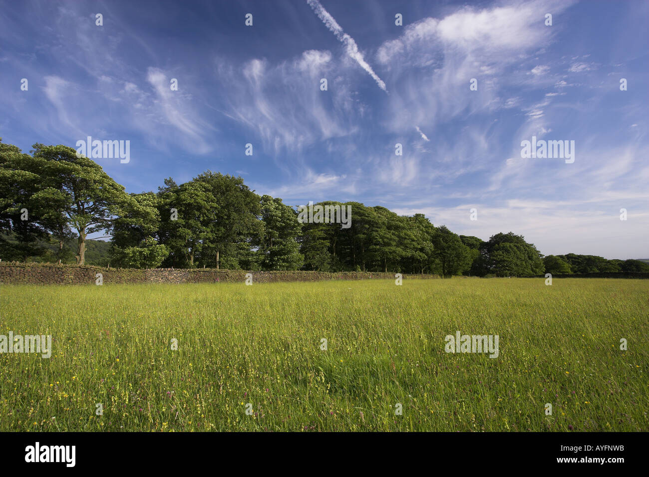 Species rich grassland early summer Rivington Lancashire UK Stock Photo