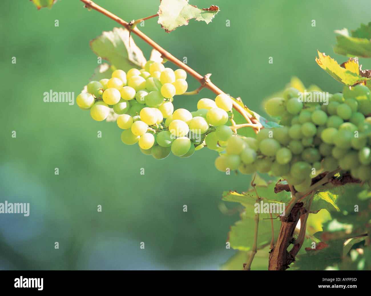 Grapes with Cane Stock Photo