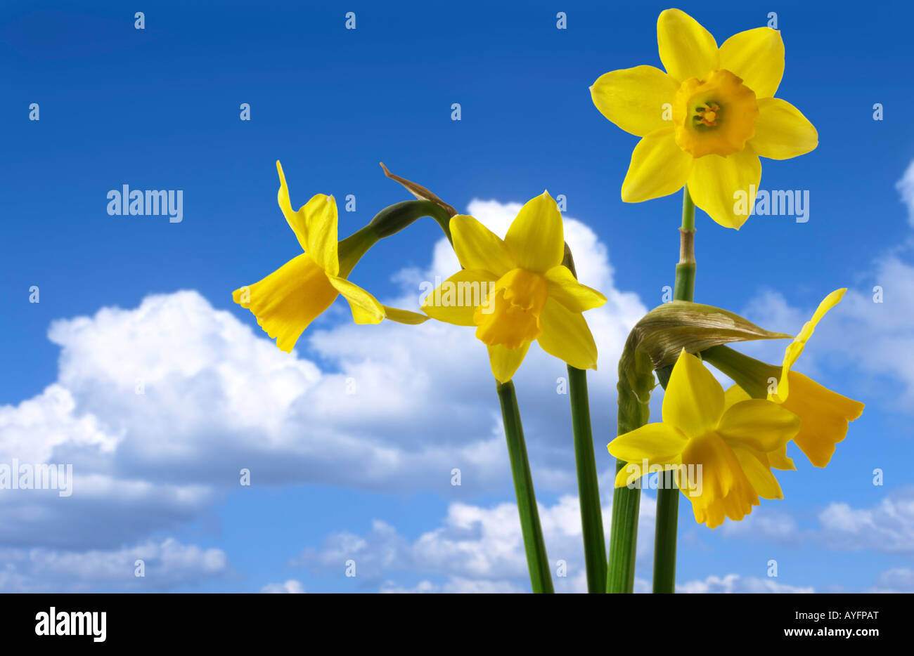 Daffodils against a blue sky with clouds. Stock Photo