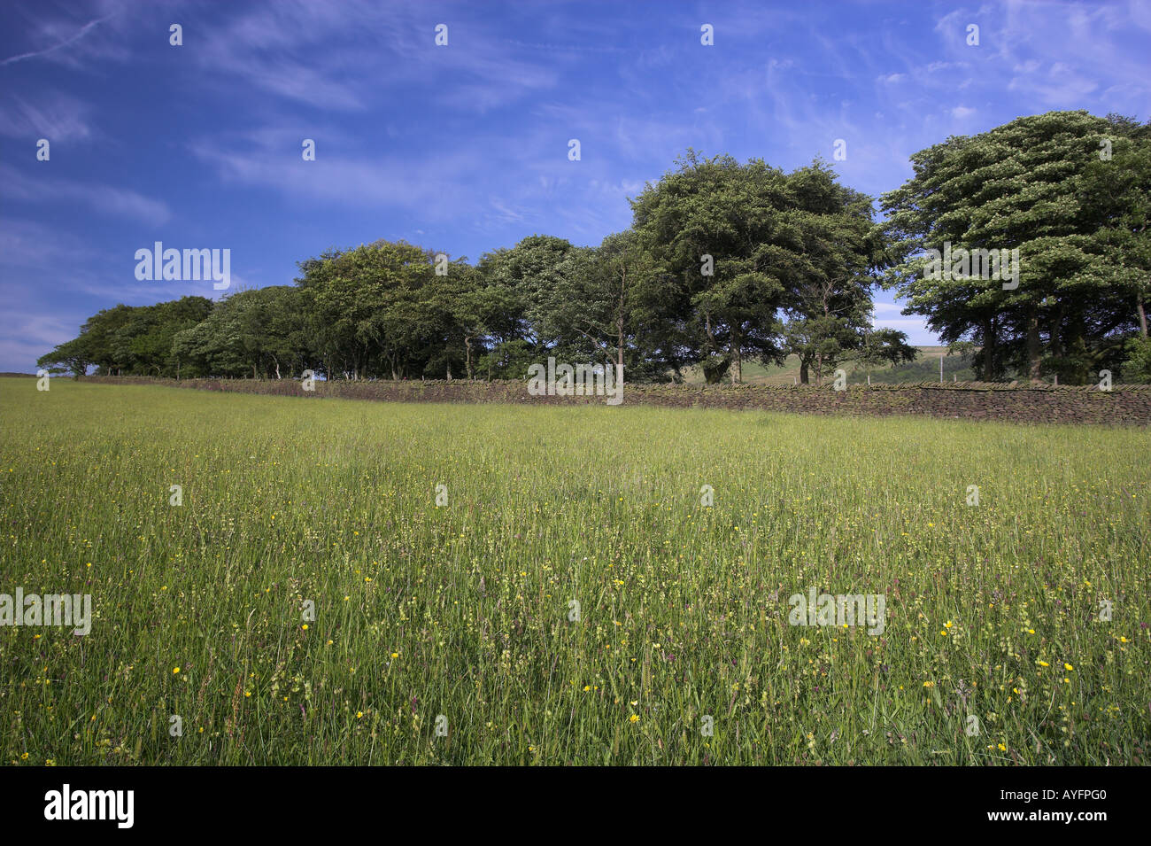 Species rich grassland early summer Rivington Lancashire UK Stock Photo