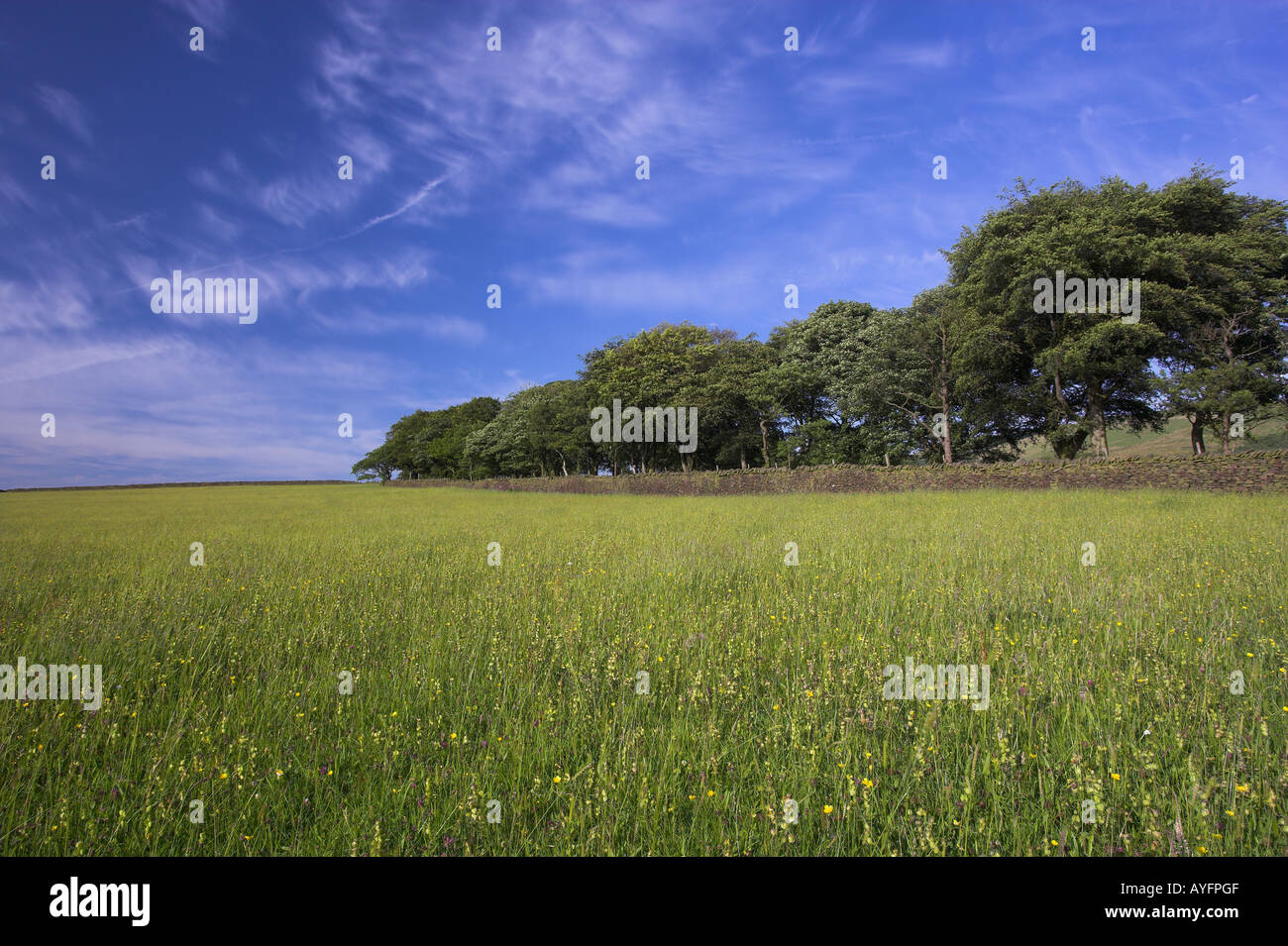 Species rich grassland early summer Rivington Lancashire UK Stock Photo