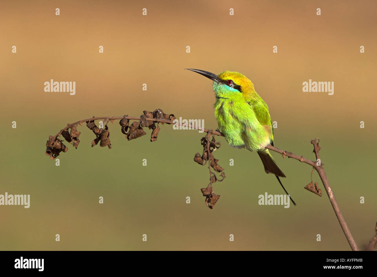 Insects of india hi-res stock photography and images - Alamy