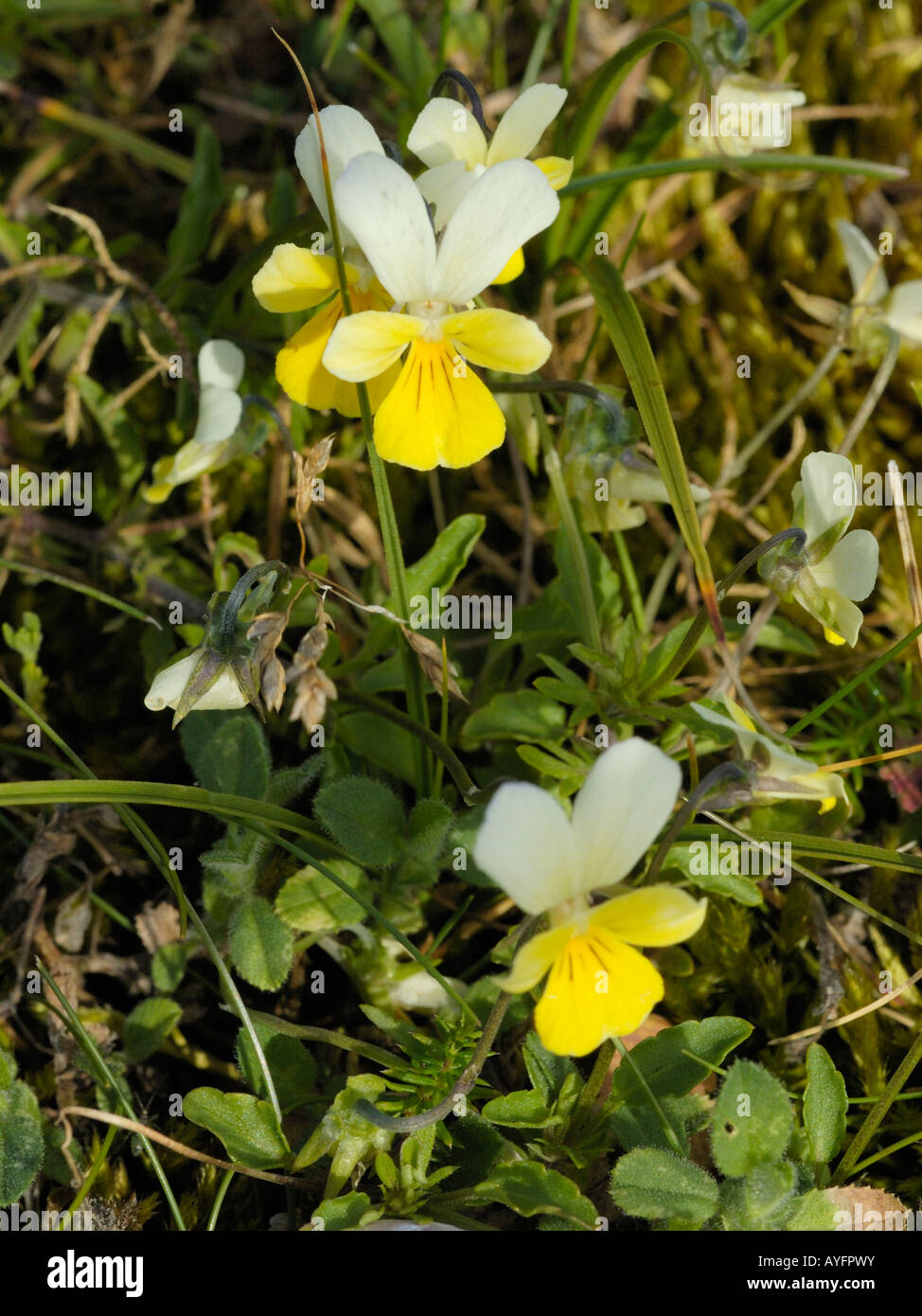 Wild Pansy or Sand Pansy, Viola tricolor subspecies curtisii Stock Photo