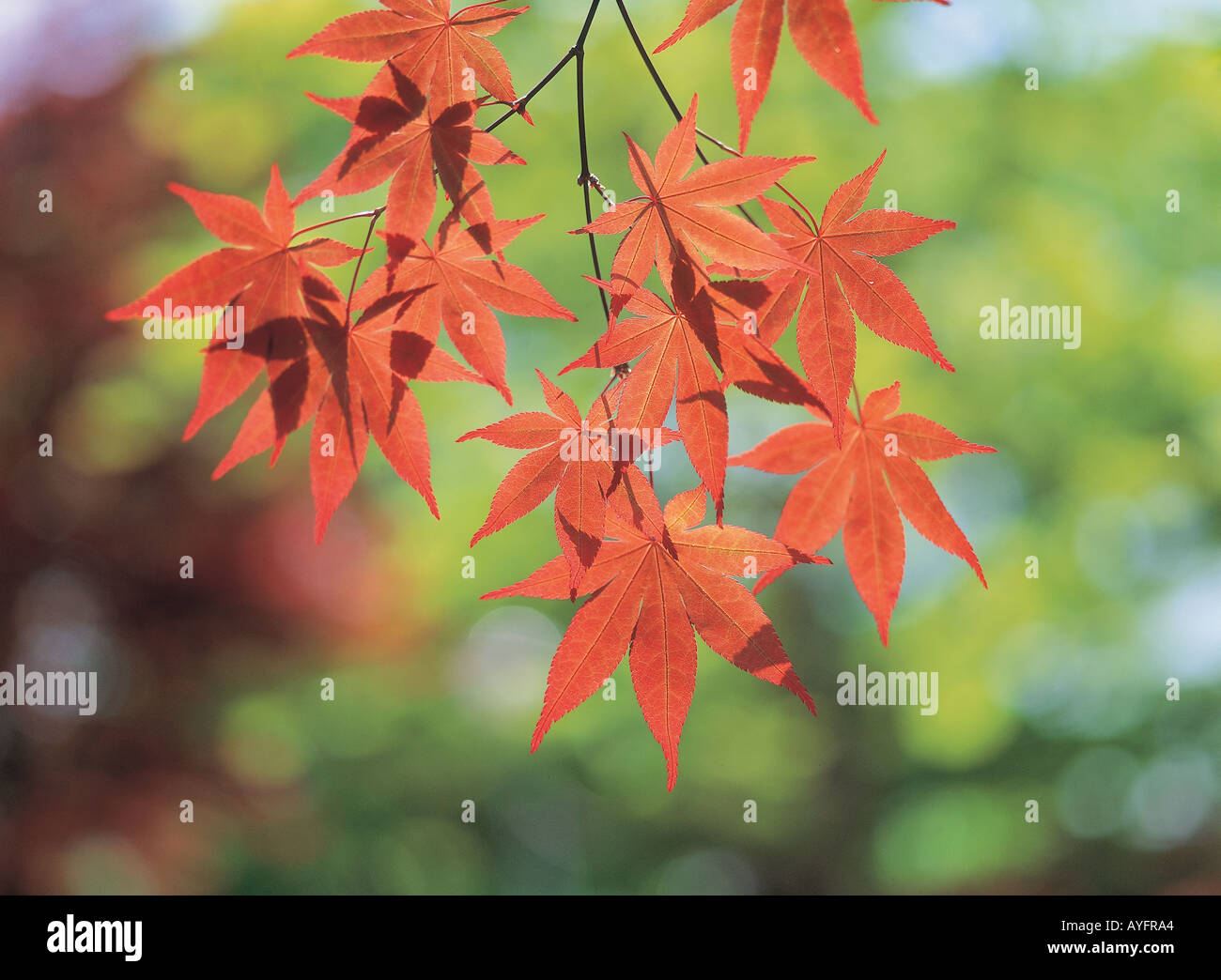 Maple and Branch Stock Photo - Alamy