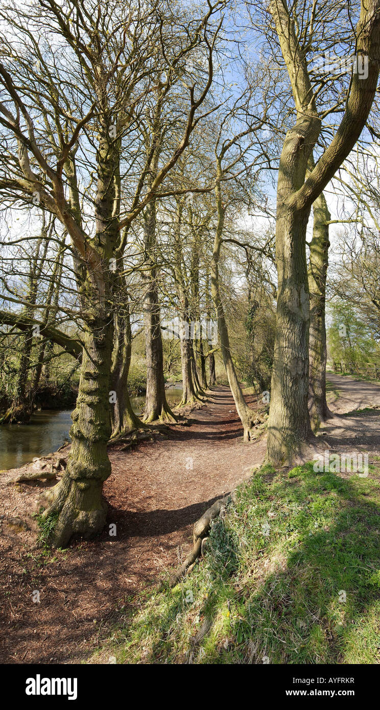 The banks of a river with bushes and trees Stock Photo - Alamy