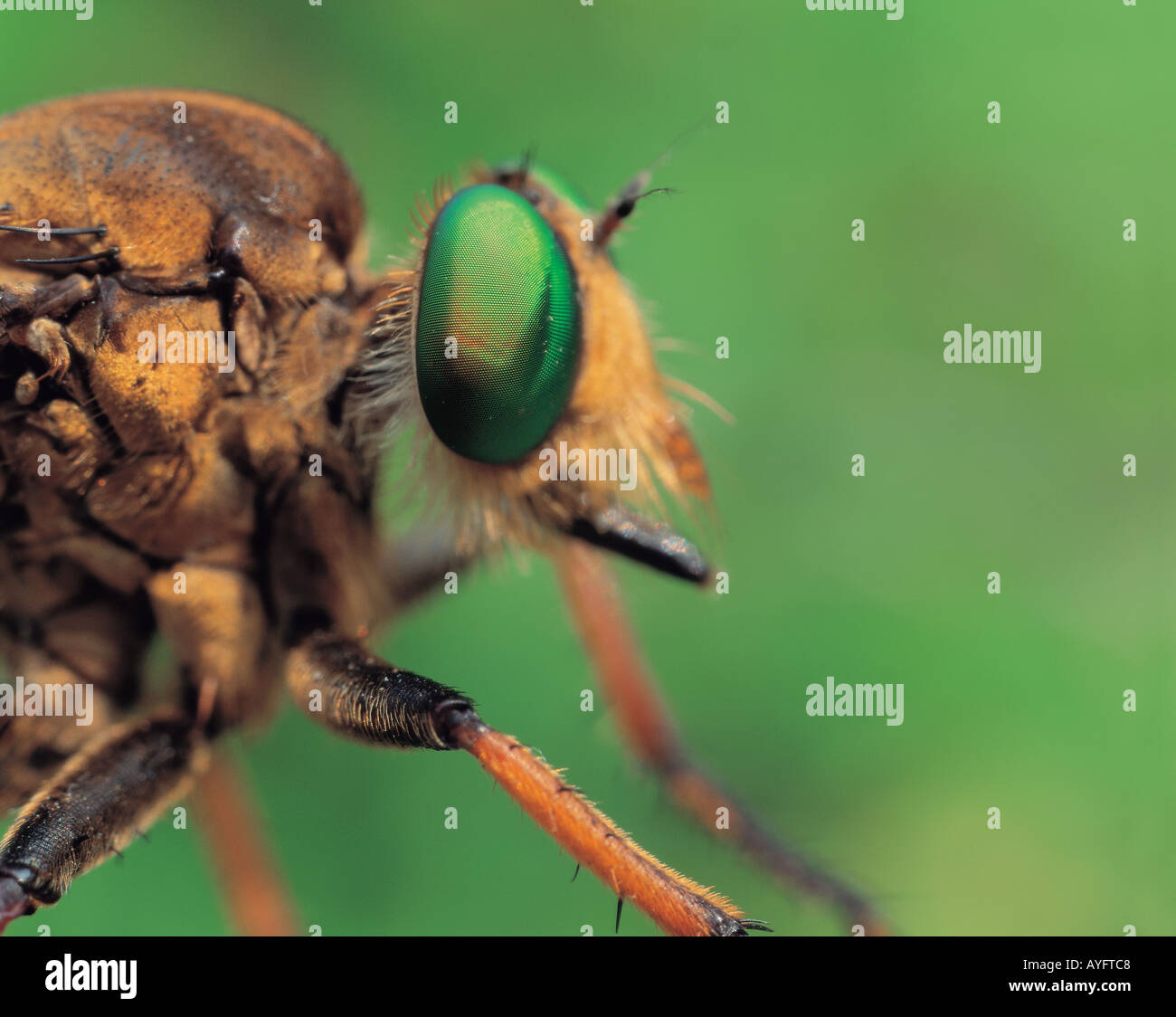 Insect and Nature Stock Photo - Alamy