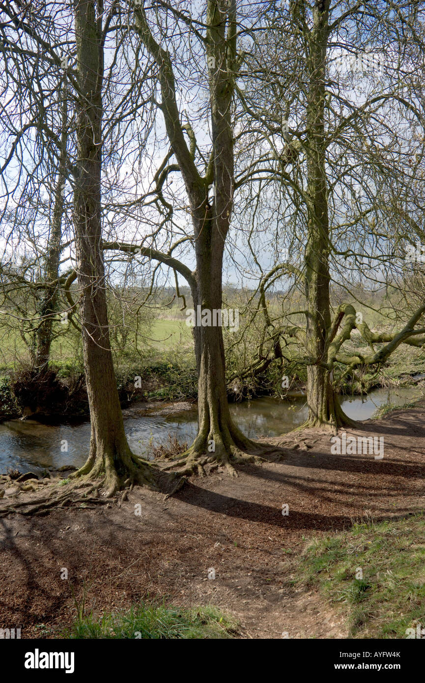 The banks of a river with bushes and trees Stock Photo - Alamy