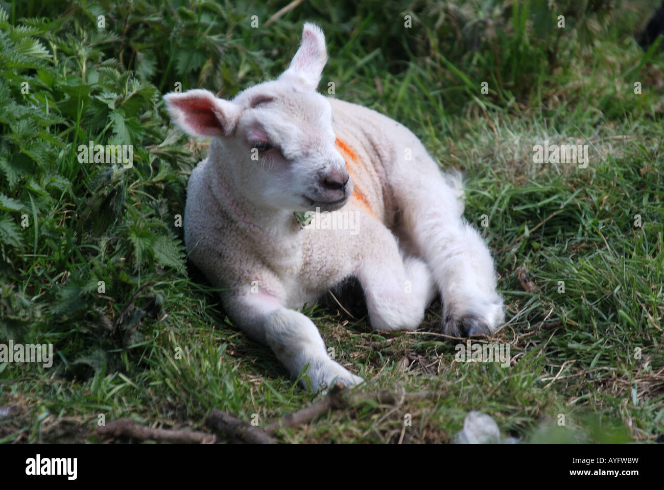 Newborn lamb in field kent UK england Stock Photo Alamy