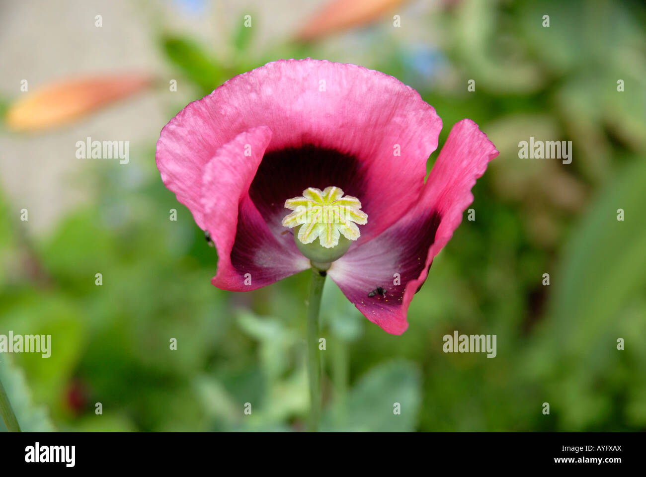 Poppy in Claude Monet garden Famous French impressionist painter 1840