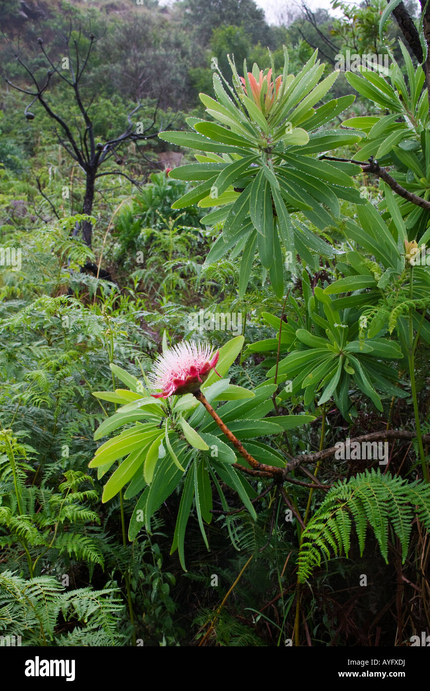 South Africa KwaZulu Natal Province Royal Natal National Park Flowering ...