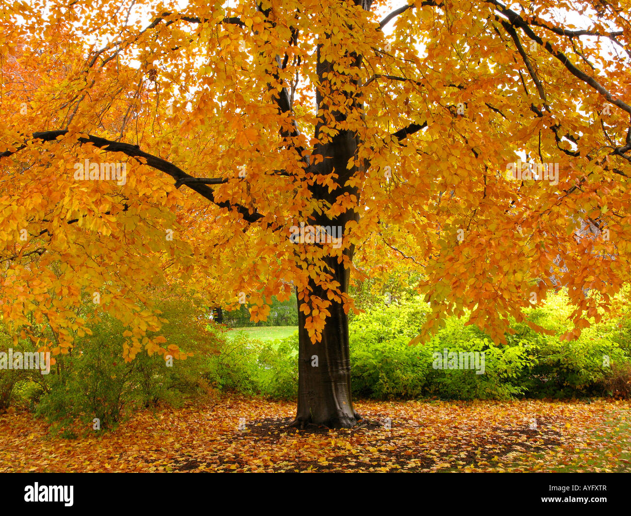 Glorious maple tree in autumn colors. Stock Photo
