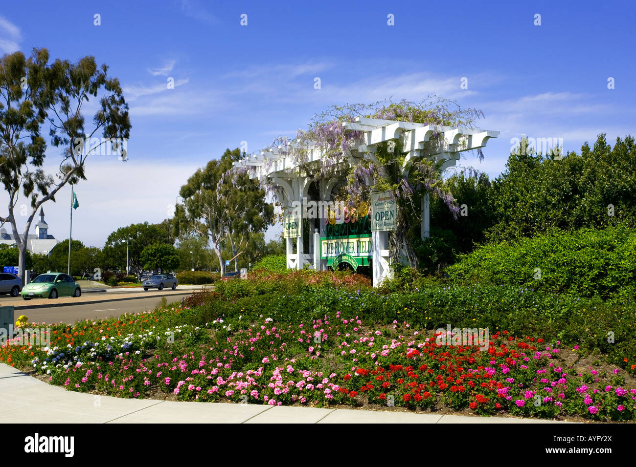 Flower Fields, Carlsbad, Carlsbad Ranch, California,west coast,USA,Americana,America Stock Photo