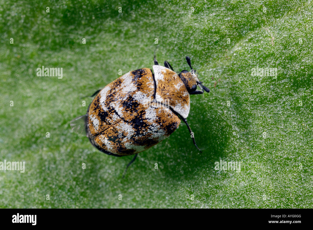 https://c8.alamy.com/comp/AYG0GG/varied-carpet-beetle-anthrenus-verbasci-at-rest-on-leaf-potton-bedfordshire-AYG0GG.jpg