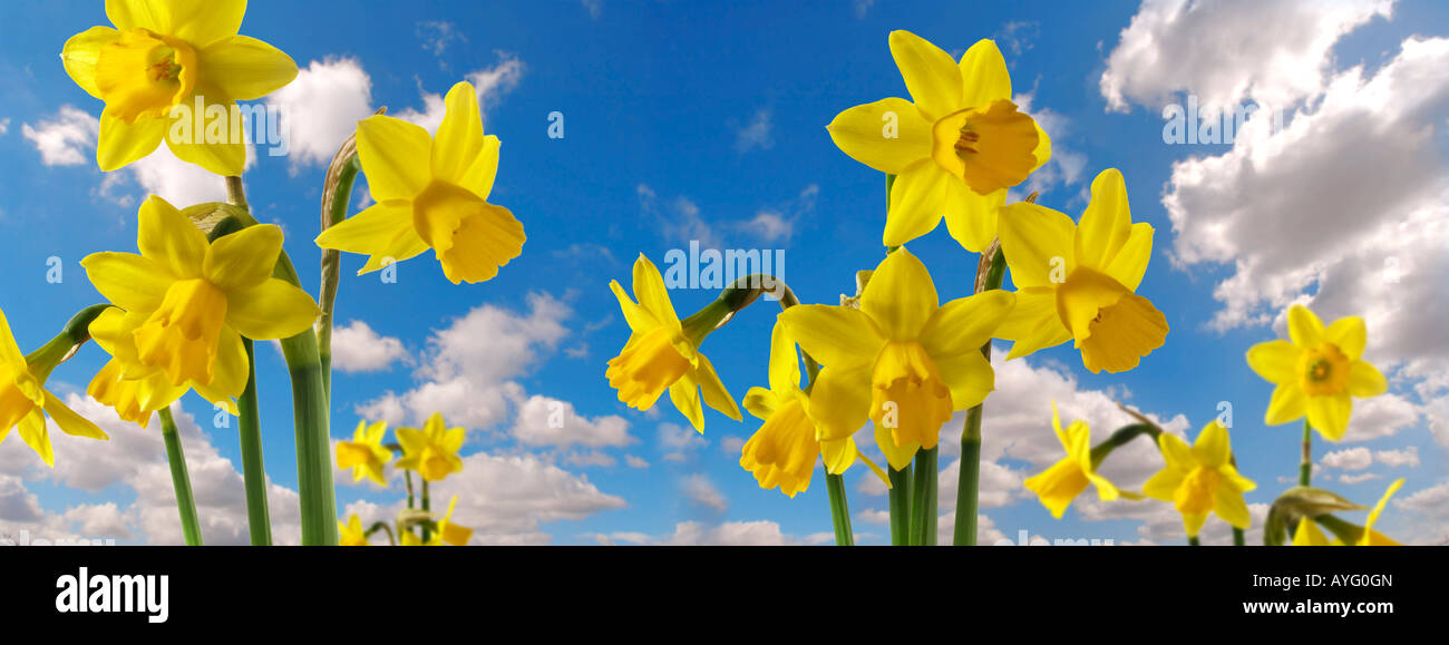 Daffodils against a blue sky with clouds. Panoramic Photograph Stock Photo