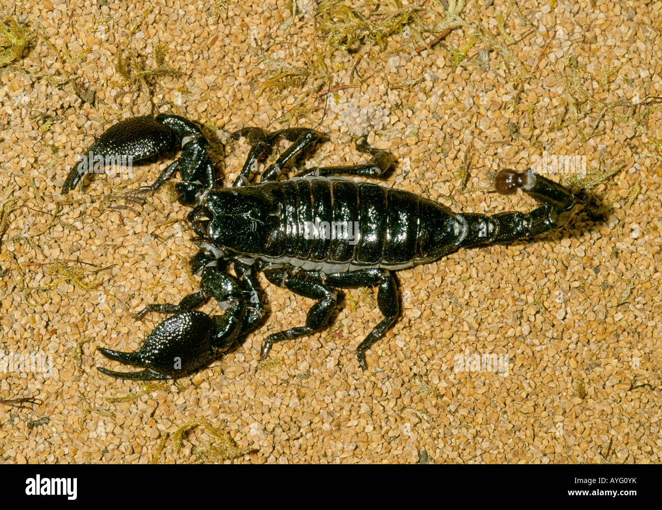 A Large Black Emperor Scorpion Pandinus Imperator Native To Some Parts