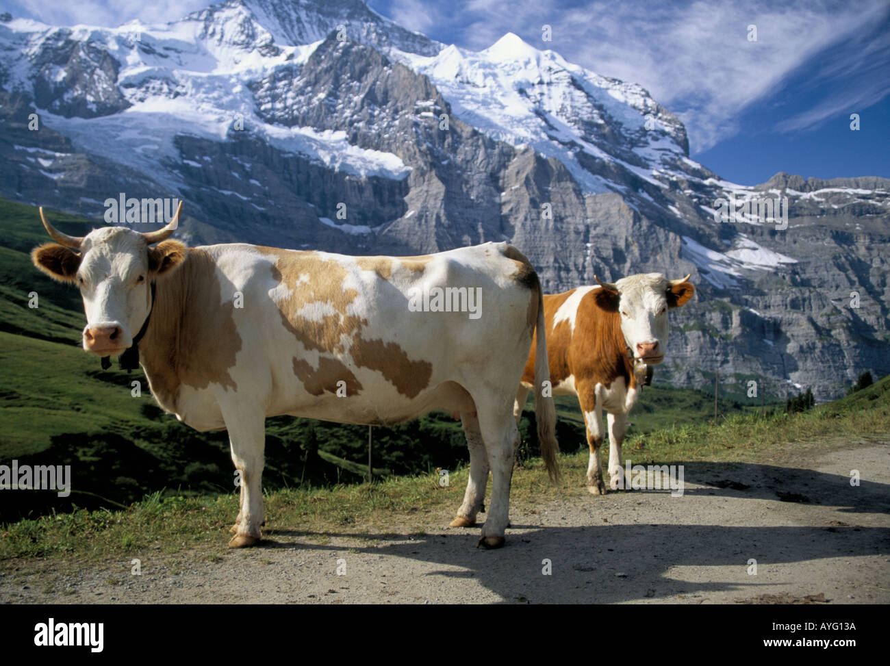 Dairy cows Swiss Alps Stock Photo Alamy