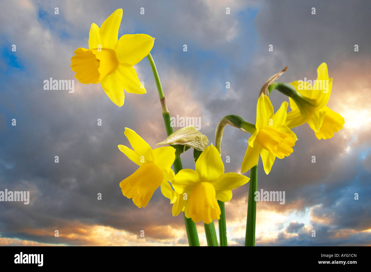 Daffodils against a sunset sky. Stock Photo
