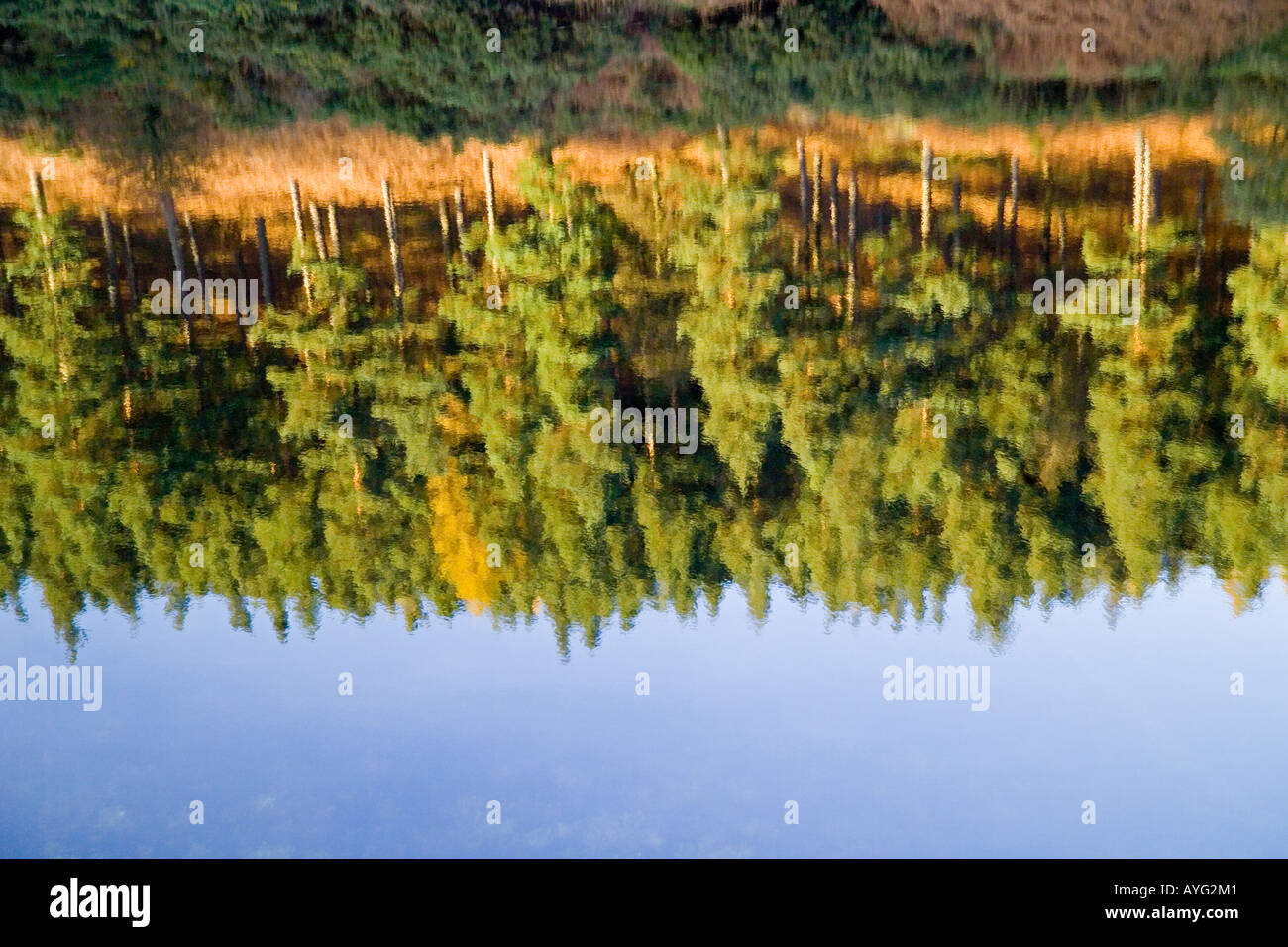 Reflections of tree in water hi-res stock photography and images - Alamy