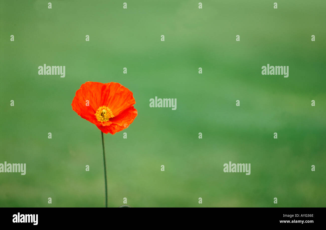 Single red poppy Stock Photo