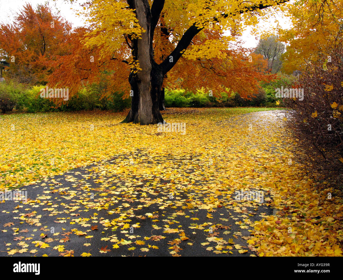 Maple tree shedding leafs on paved path Stock Photo - Alamy