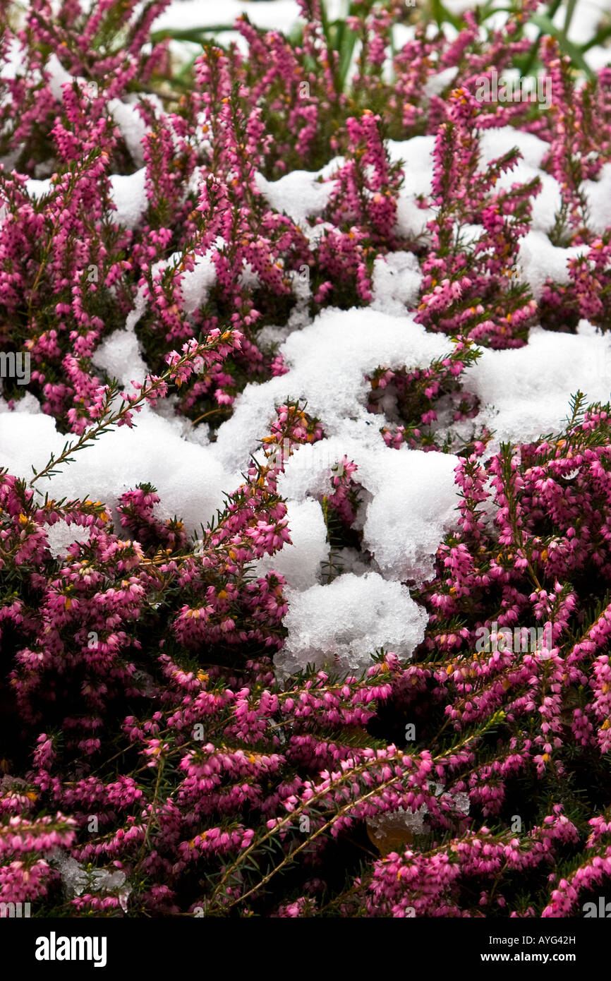 Pink Bell Heather Erica cinerea covered with snow, found in a West Sussex garden, springtime 2008 Stock Photo
